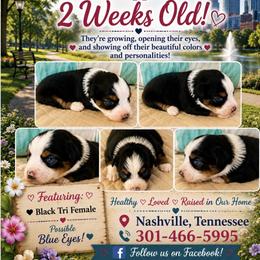 Black tri girl 2 - Black tri female Miniature Australian Shepherd puppy in Nashville, Tennessee from Little B’s Aussies