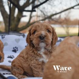 Wave - Buff male Cockapoo puppy in Myerstown, Pennsylvania from The Cocker Cingdom