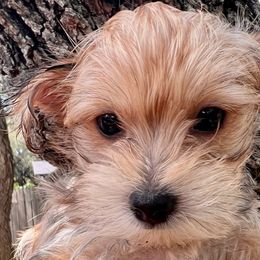 Yorkshire Terrier Puppies from Gina's Yorkshire Terriers