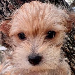 Yorkshire Terrier Puppies from Gina's Yorkshire Terriers