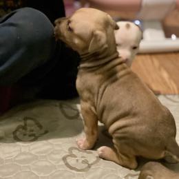 Squirrel - Blue fawn male American Staffordshire Terrier puppy in Monroe, Georgia from Irresistibull Staffords