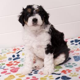 Charlie - Black tri-color male Aussiedoodle puppy in Columbiaville, Michigan from Blue Eyes Aussies