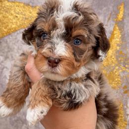 Snickers - Chocolate merle male Bernedoodle puppy in Richmond, Texas from Harper’s Heartbeats