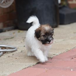 Paige Boy 3 - White and tan male Russell Terrier puppy in Middletown, Virginia from DBF Russell Terriers