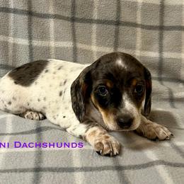 Flicka - Dapple female Dachshund puppy in Carlsbad, Texas from MV Mini Dachshunds
