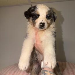 Blossom - Blue merle female Australian Shepherd puppy in Anniston, Alabama from All Hale Aussies