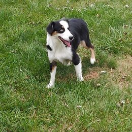 Princess - Miniature American Shepherd