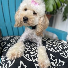 Norma - Goldendoodle