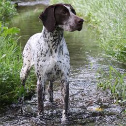 Daisy - German Shorthaired Pointer