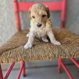 Lime collar boy - Cream male Goldendoodle puppy in Tucson, Arizona from Ever After Doodles Arizona
