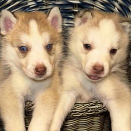 Siberian Husky Puppies from Feazell’s Siberian Huskies