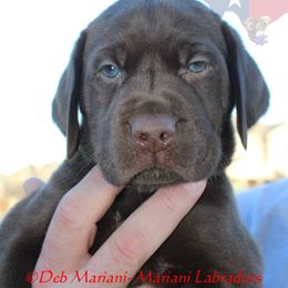 Male 4 - Chocolate Labrador Retriever puppy in Liberty Hill, Texas from Mariani Labrador Retrievers