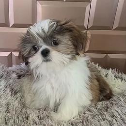 Girl 2 - Brindle and white female Shih Tzu puppy in Bishop, California from Shih Tzu G-ma