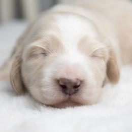 Latte - Cream male Dachshund puppy in Barnesville, Pennsylvania from Dachsy
