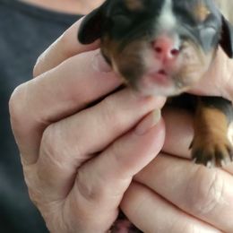 Ellen - Black and tan female Cavalier King Charles Spaniel puppy in Waterloo, Iowa from Muddy Paws Cavaliers