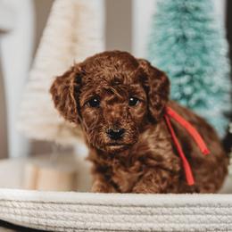 Bernedoodle and Poodle Puppies from Miranda’s Sunshine Kennels