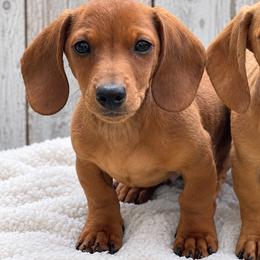 Chedder - Red male Dachshund puppy in Warm Springs, Arkansas from Seven Hills Arkansas