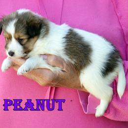 PEANUT- CHW SABLE GIRL - White and sable female Shetland Sheepdog puppy in Frazeysburg, Ohio from Mountain High Kennels