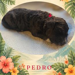 Boy 1 - Brown male Lagotto Romagnolo puppy in Salida, California from Harper's Lagotti