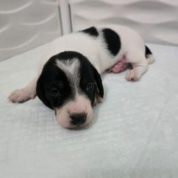Russel Stover - Black and tan male Dachshund puppy in Great Falls, Montana from Green Dragon Kennel