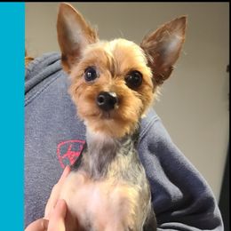 Belgian Malinois, Jack Russell Terriers, and Yorkshire Terriers from Working W Kennels