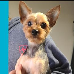 Belgian Malinois, Jack Russell Terriers, and Yorkshire Terriers from Working W Kennels