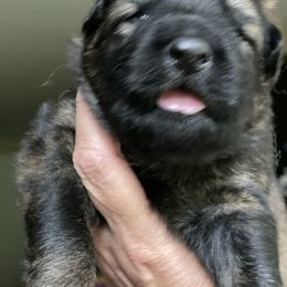 German Shepherd Puppies from Von Fleckenstein
