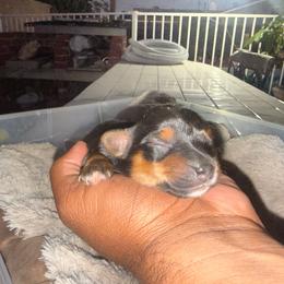 Boy 3 - Black and tan male Yorkshire Terrier puppy in Pomona, California from Lunio's Yorkies
