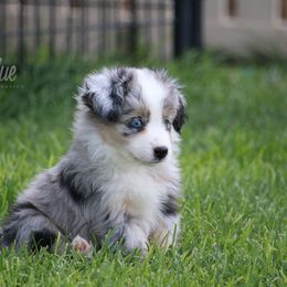 Australian Shepherd, Miniature American Shepherd, Miniature Australian Shepherd, and Toy Australian Shepherd Puppies from Painted Blue Aussies