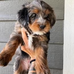 Rayna BLUE EYE - Blue merle female Bernedoodle puppy in Horseshoe Bend, Idaho from Over the Moon Poodles and Doodles