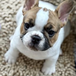 Ariel - Fawn and white female French Bulldog puppy in Kalispell, Montana from Grace & Grit Frenchies