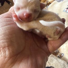 Khaari - Cream and white female Chihuahua puppy in Beaumont, Texas from Anastasia’s Tiny Pupps