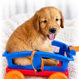 Orange Papaya - Dark golden male Golden Retriever puppy in Apple Valley, California from Frankly Golden