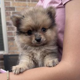 Blade - Chocolate parti male Pomeranian puppy in Amarillo, Texas from Panhandle Poms