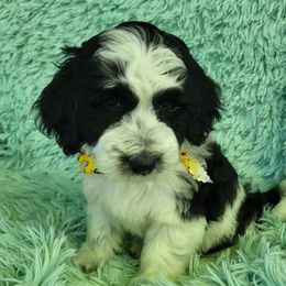 Pink collar - Parti female Goldendoodle puppy in Fairmont, West Virginia from Mountainside Doodles, LLC