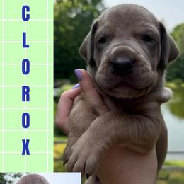 Clorox - Chocolate male Great Dane puppy in Wellsville, New York from Prophecy Danes