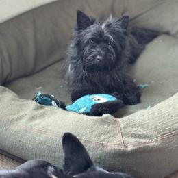 Willow - Cairn Terrier