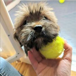 Citation. - Brown male Lhasa Apso puppy in Jefferson, New York from Absolute Lhasa Love