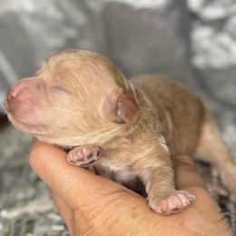 Cherry - female Cavapoochon puppy in Waldron, Arkansas from Kay’s Cutie Poos