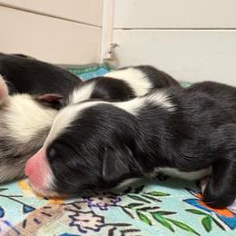 Girl 4 - Black & white female Australian Shepherd puppy in Martville, New York from Jasmin's Australian Shepherds