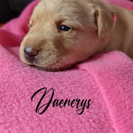 Labrador Retriever Puppies from Dorothy's Labrador Retrievers