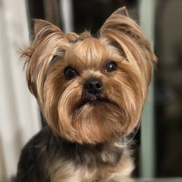 Yorkshire Terrier puppies from Simply Perfect Yorkies