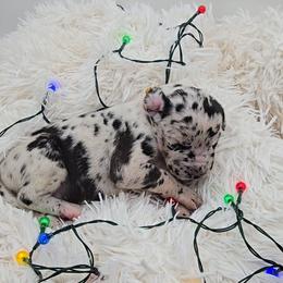 Jack - Harlequin male Great Dane puppy in Caldwell, Idaho from Miner's Dynamic Danes