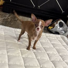 Dobbies - Fawn brindled black male Chihuahua puppy in Summerfield, Florida from Uey’s Chihuahuas