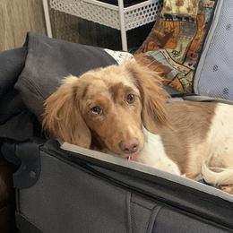 Dachshunds from Desert Doxies