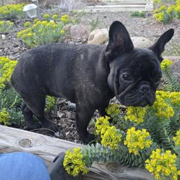 French Bulldog puppies from ZiaLine French Bulldogs