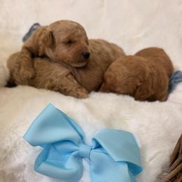 Grey - Cream male Goldendoodle puppy in Shingle Springs, California from Creamy Retrievers