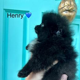 Henry - Black male Pomeranian puppy in Springfield, Missouri from Hope Mountain Pomeranians