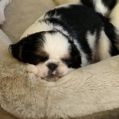 English Toy Spaniels from Marietta Charlies