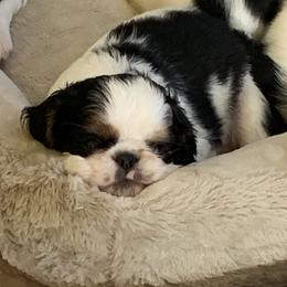 English Toy Spaniels from Marietta Charlies